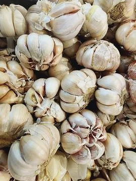GARLIC Foto stock