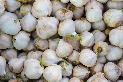 Garlic Stock Photos