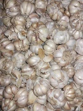 Garlic Stock Photos
