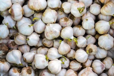 Garlic Stock Photos