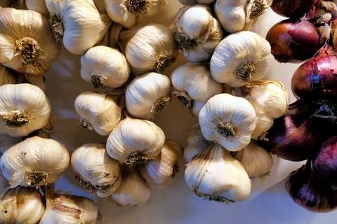 Garlic Plaits. Stock Photos