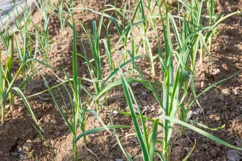 Garlic plants Stock Photos