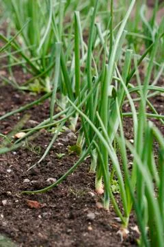 Garlic plants in a vegetable patch Fotos de archivo