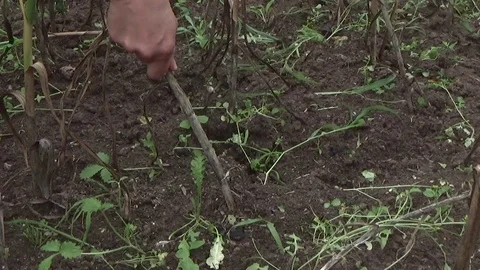 Garlic removed from the earth Stock Footage 80987246