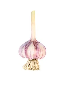 Garlic with roots Stock Photos