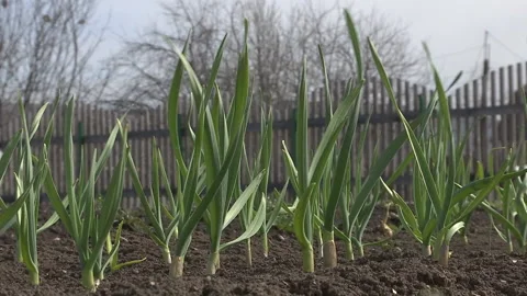 Garlic rows in garden in early spring. Stock Footage 89152376
