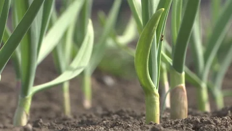 Garlic rows in garden in early spring. Stock Footage 89152384