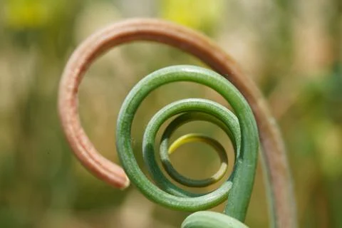 Garlic Scape Curl Close Up Abstract Nature Macro Stock Photos