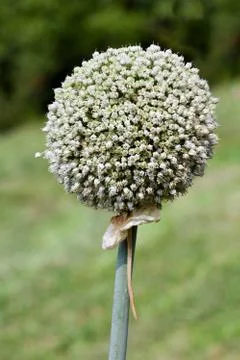 Garlic seed Stock Photos