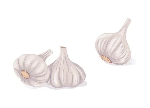 Garlic set, vegetable vector illustration. Whole heads of garlic. Stock Illustration