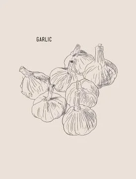 Garlic , sketch vector. Stock Illustration