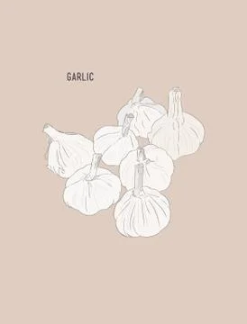 Garlic , sketch vector. Stock Illustration