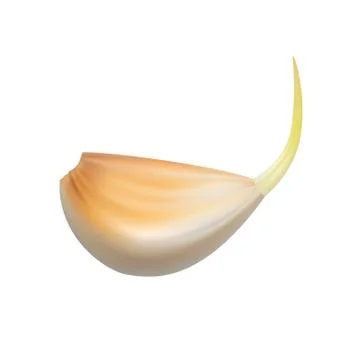Garlic slice in vector on white background. Stock Illustration