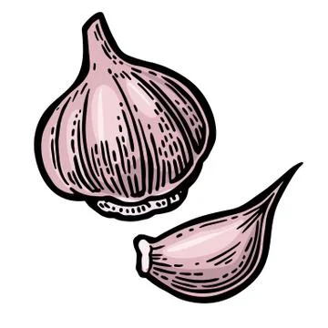 Garlic with slices isolated on white background. Vector vintage engraving I.. Stock Illustration