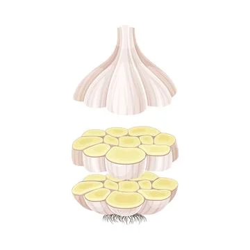 Garlic slices lying in vertical row. Healthy organic vegetable vector Stock Illustration