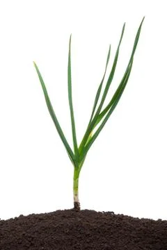 Garlic in the soil Stock Photos