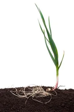 Garlic in the soil Stock Photos