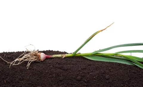 Garlic on the soil Stock Photos