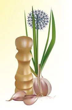 Garlic spice Stock Illustration