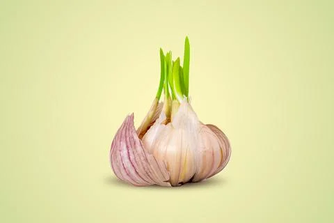 Garlic sprouted on light background. Close-up. Stock Photos