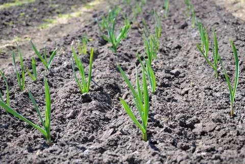 Garlic sprouts Stock Photos