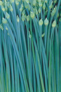 Garlic stem Stock Photos