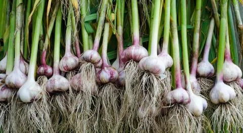 Garlic stem root Stock Photos