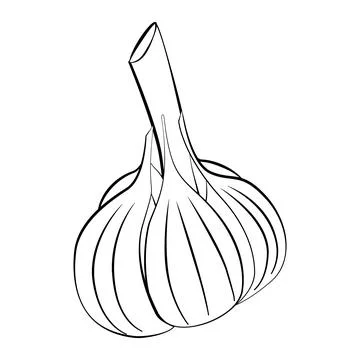 Garlic in a thin line. Vector on a white background Stock Illustration