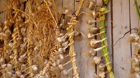 Garlic tied up and ready for drying. Stock Footage 52695541