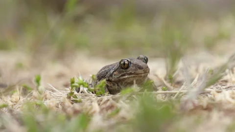 Garlic toad or Pelobates fuscus sitting in the grass. Close up, selective foc Stock Footage 131180337