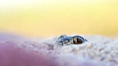 Garlic toad (Pelobates fuscus) hiding in the sand Stock Footage 159146639