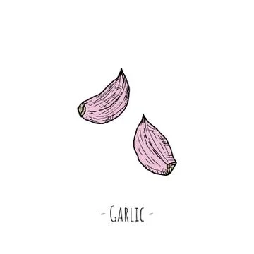 Garlic. Vector cartoon illustration. Isolated object on white. Stock Illustration