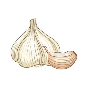Garlic vector colored botanical illustration Stock Illustration