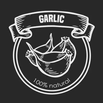Garlic vector drawing Stock-Illustration