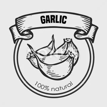 garlic drawing clip art