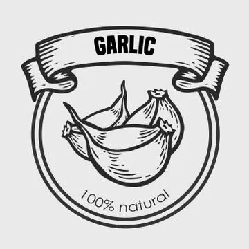 Garlic vector drawing Stock Illustration