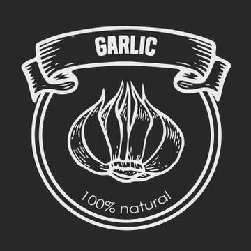 Garlic vector drawing Stock Illustration