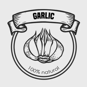 Garlic vector drawing Stock Illustration