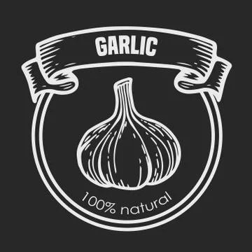 Garlic vector drawing Stock Illustration