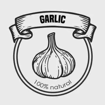 Garlic vector drawing Stock Illustration