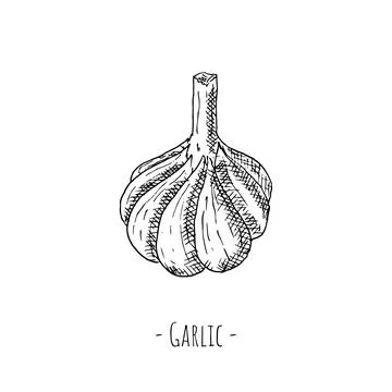 Garlic. Vector illustration. Isolated object on white. Stock Illustration