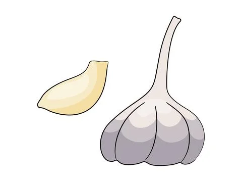 Garlic vector illustration isolated on white background. Stock Illustration