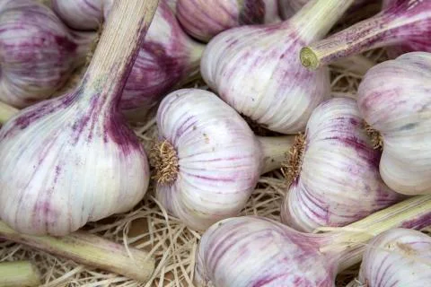 Garlic Vegetable Background Stock Photos