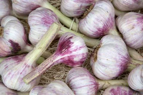 Garlic Vegetable Background Stock Photos