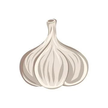 Garlic vegetable isolated vector colored Stock Illustration