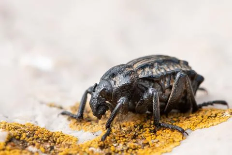 A Garlic Weevil beetle on a rock Stock Photos