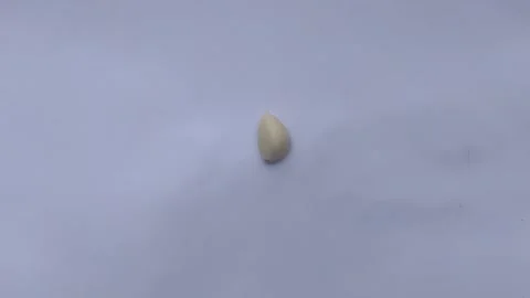 A Garlic on The White Stock Footage 301675557