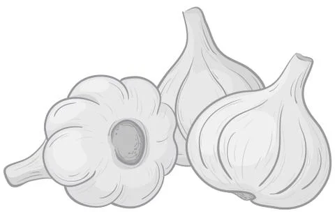 Garlic on white Stock Illustration