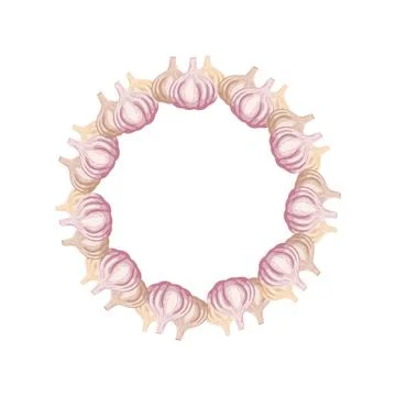 Garlic wreath isolated on white background. Vegetable circle frame for market. Stock Illustration