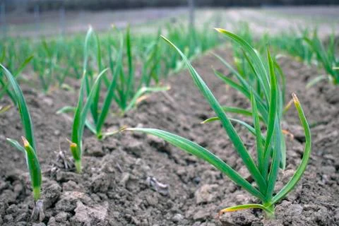 Garlick Stock Photos